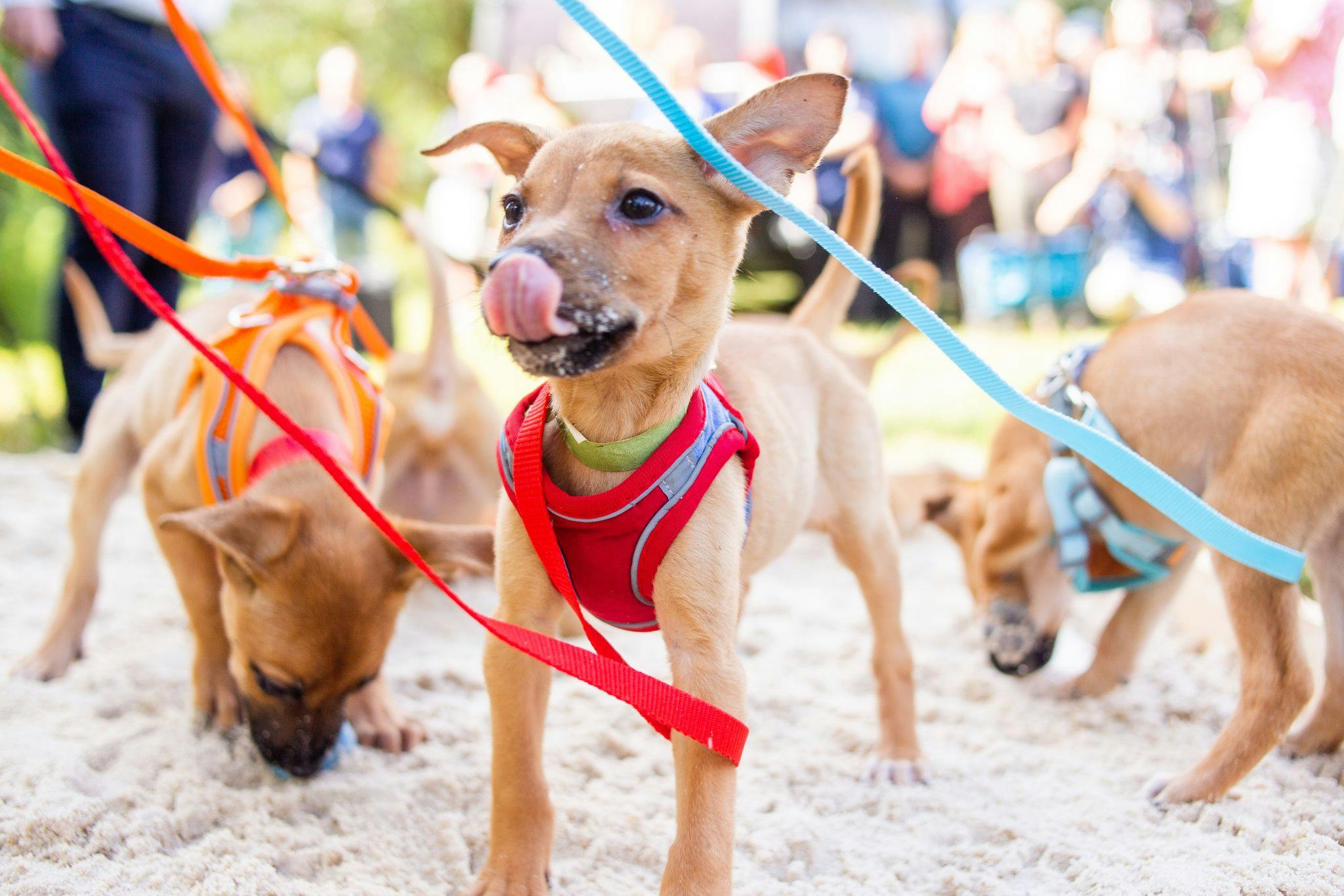 Pet Alliance Breaks Ground on New Orlando Shelter thumbnail image.