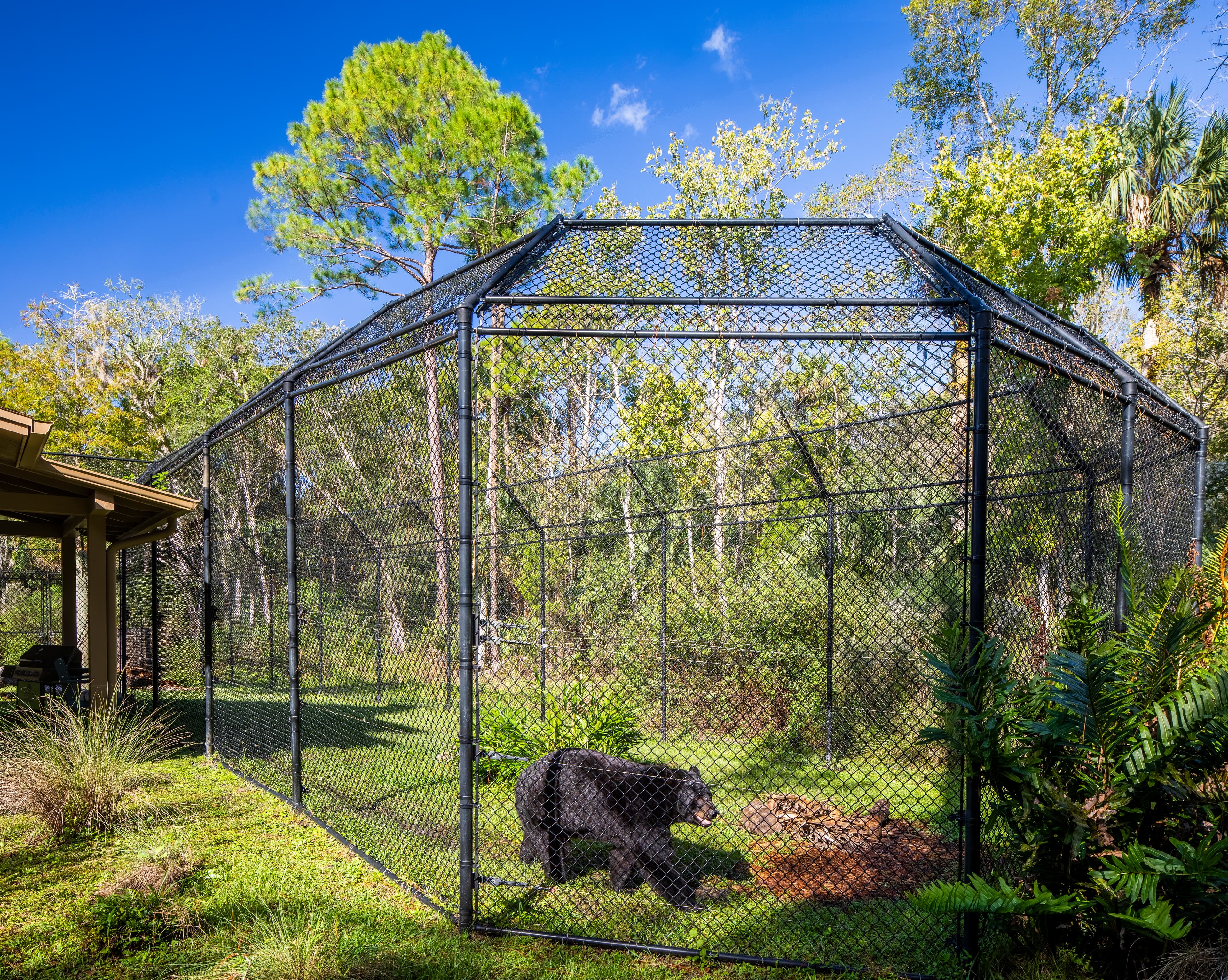 Photo Black Bear Habitat - 2