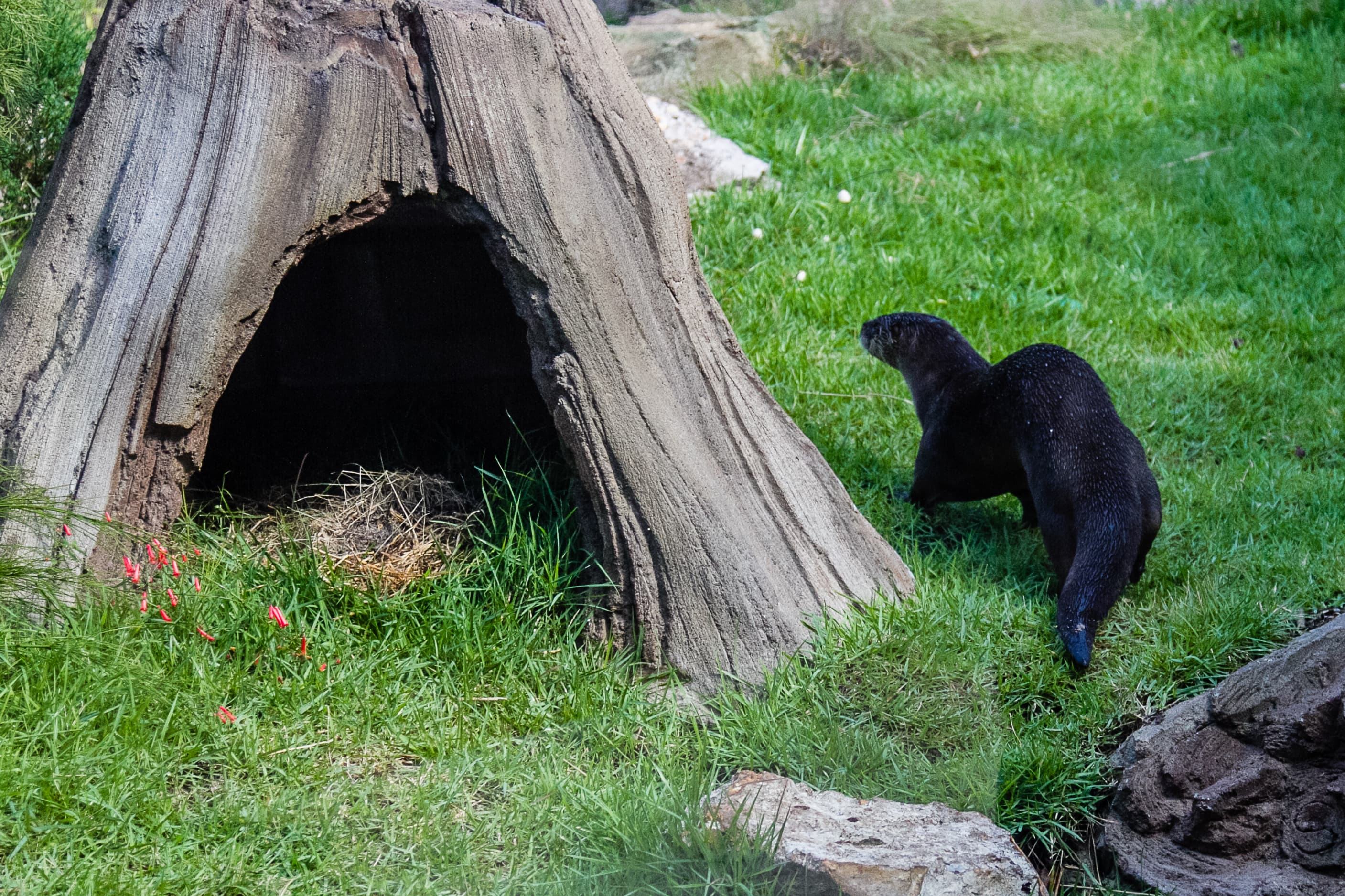 Photo North American River Otter Exhibit - 4