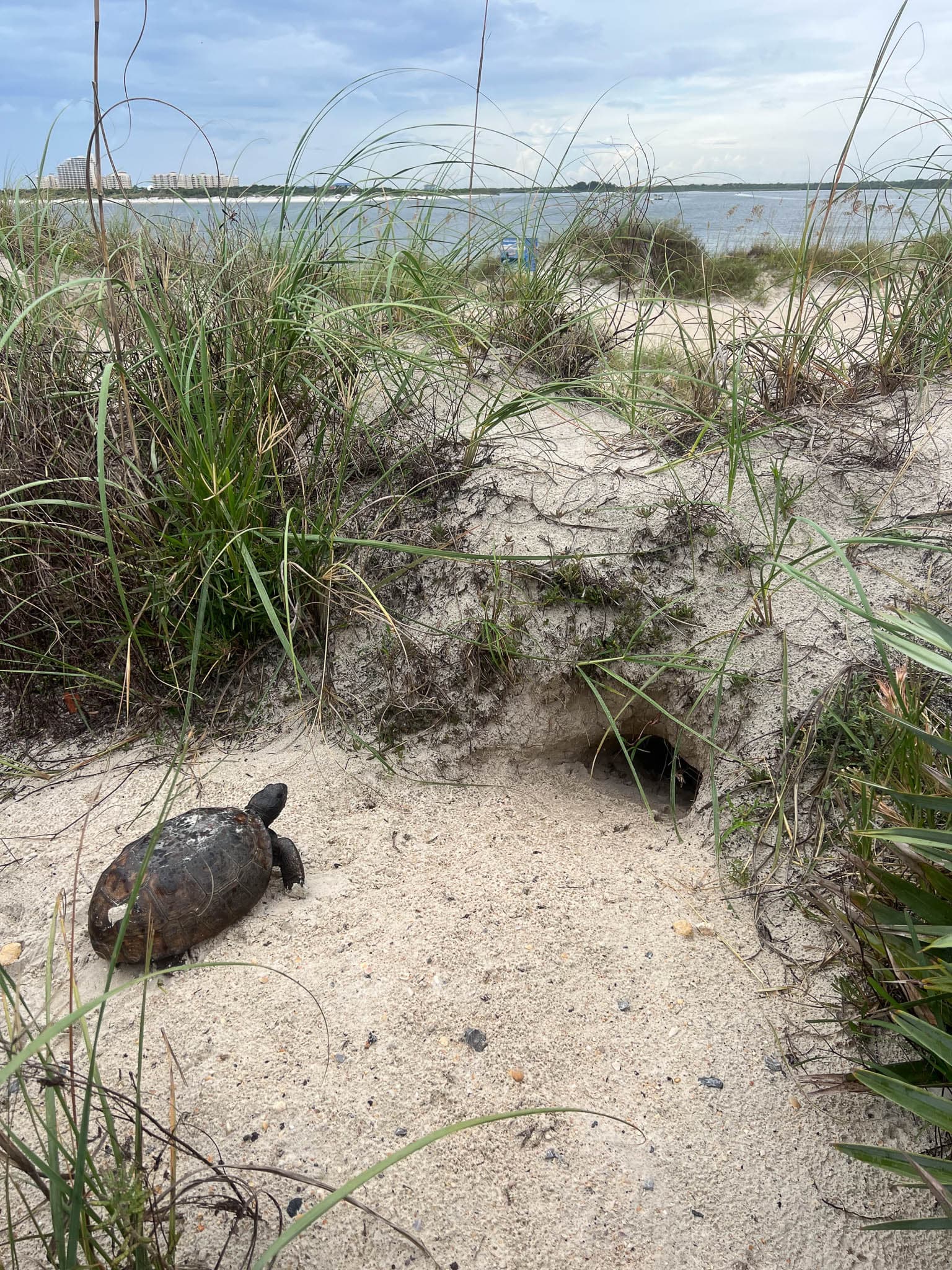 Turtle Going to Sand Dune thumbnail image.