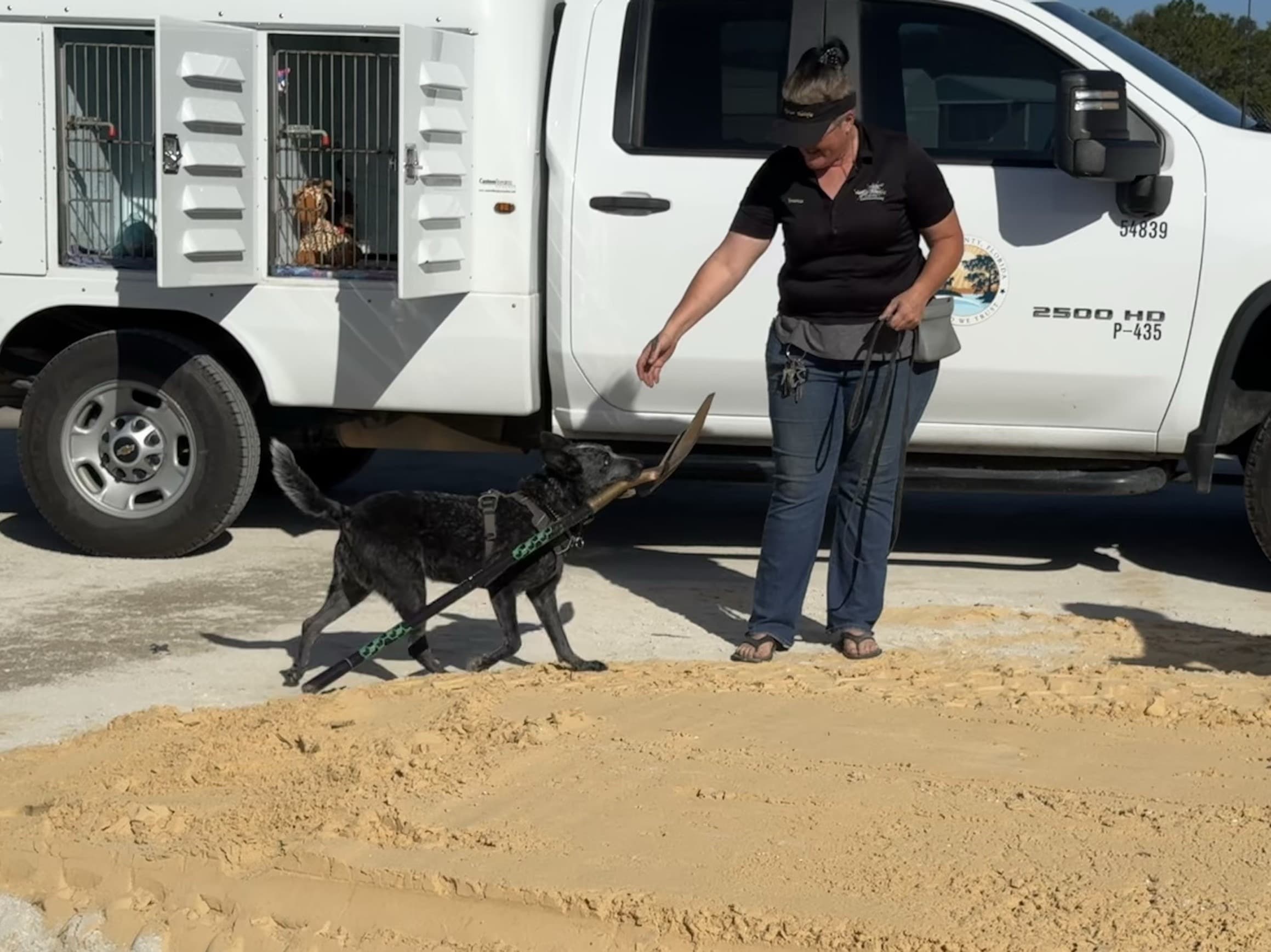Dog bringing Shovel thumbnail image.